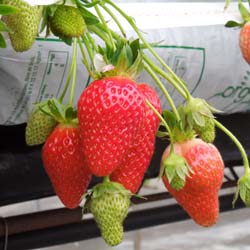 fragaria vesca mariguette